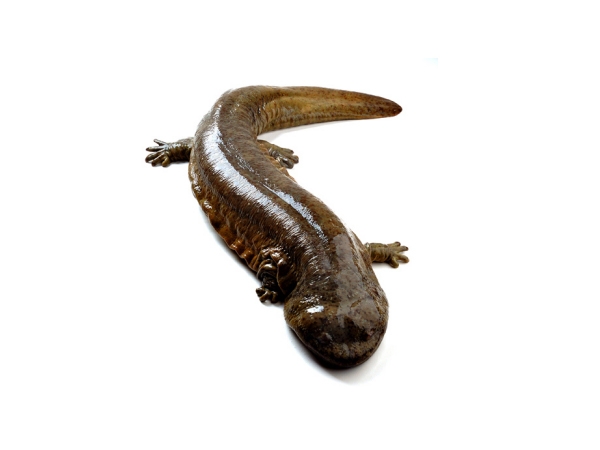 娃娃魚(yú)