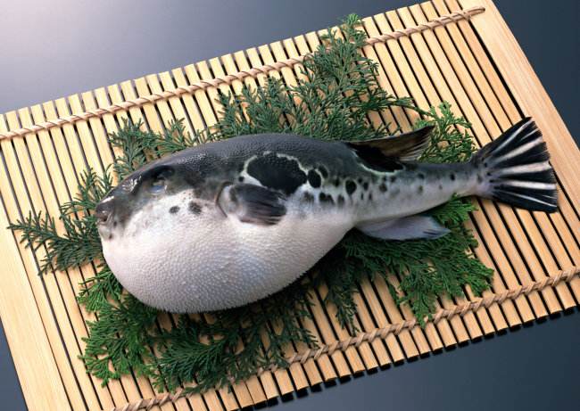 河豚