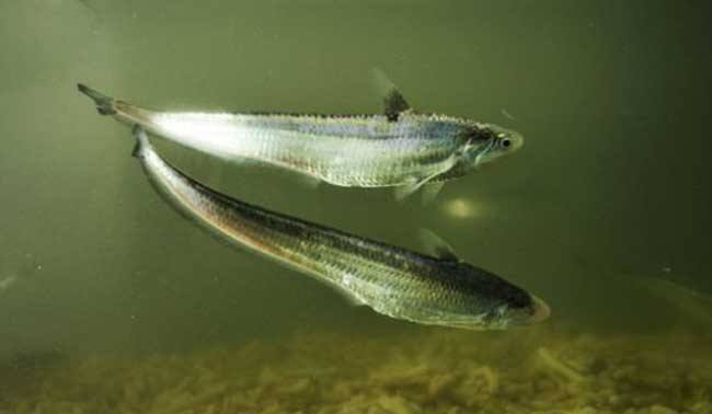 刀魚(yú)