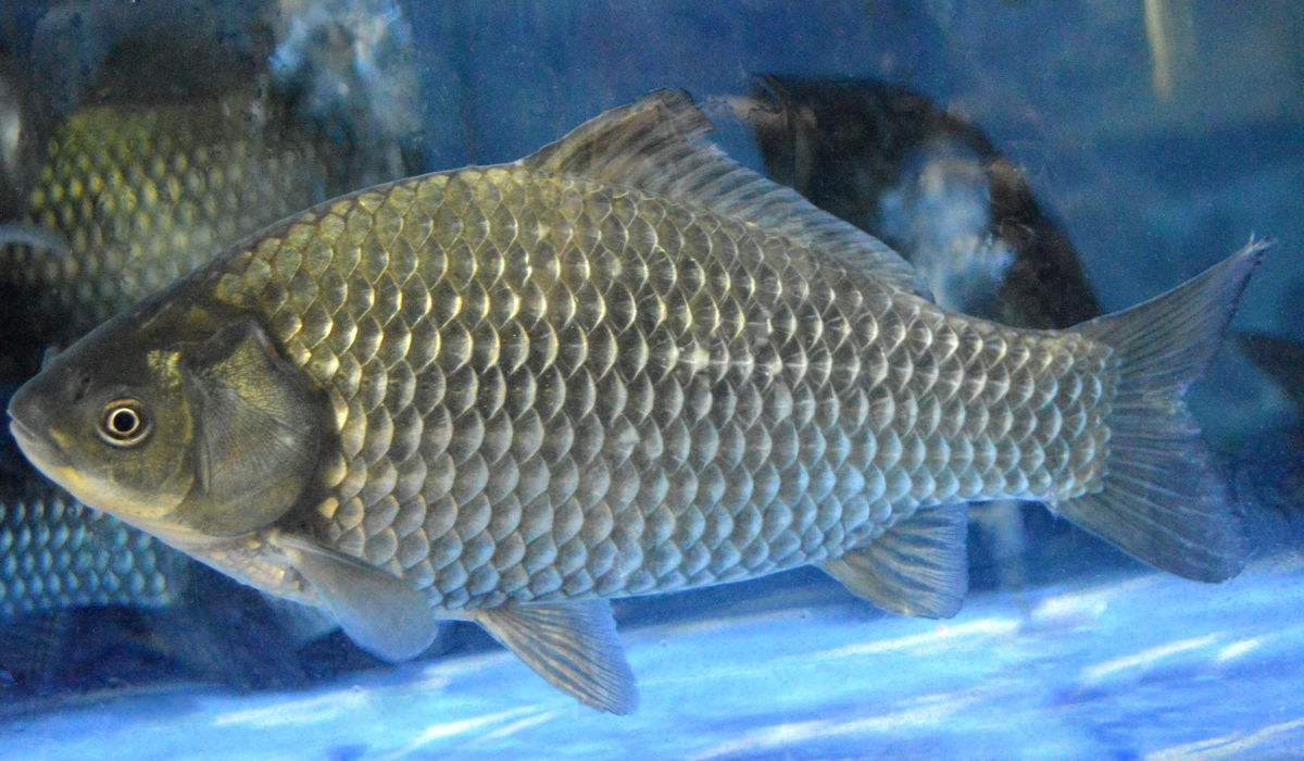 鯽魚(yú)