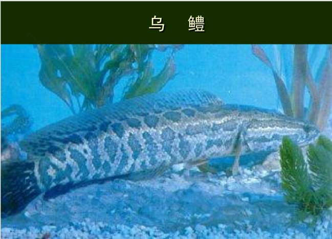 烏鱧