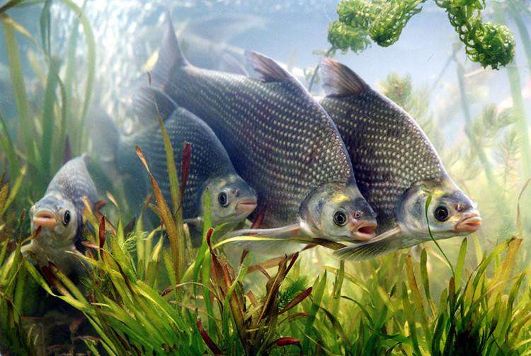 武昌魚(yú)