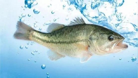 鱸魚(yú)